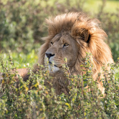 Male Lion Resting in Tall Grass
