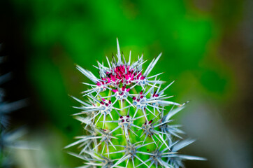 Cactus flowers