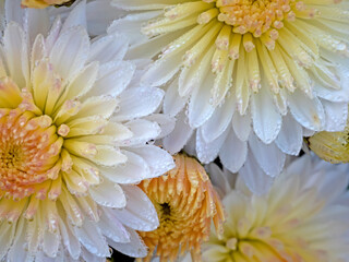 Chrysanthemum Flowers with Dew - 164