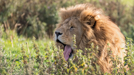 Male Lion Resting in Tall Grass