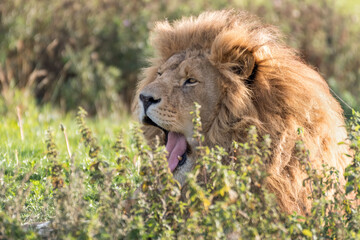 Male Lion Resting in Tall Grass