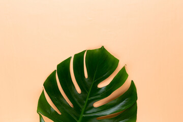 Tropical Jungle Leaf, Monstera, resting on flat surface, on peach background.