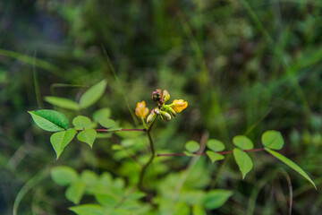 Flower and Tree