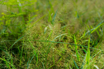 Grass flowers
