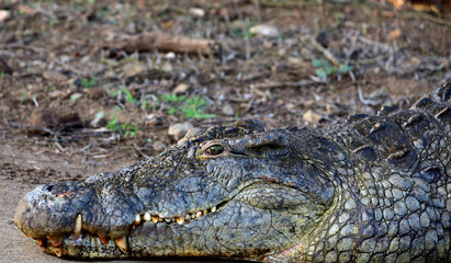 A huge crocodile resting on the shore of a hippo pool