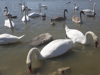 swans on the lake