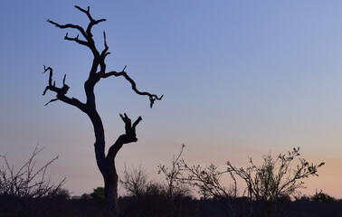 A silhouetted dead tree silhouetted against the early nightfall in the Kruger National Park in South Africa