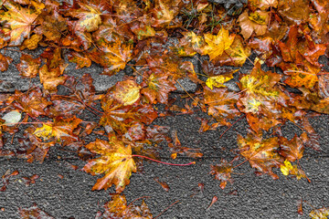 Regennasses Ahornlaub auf dem Asphalt