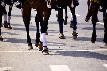 Group of horses running on road in a race