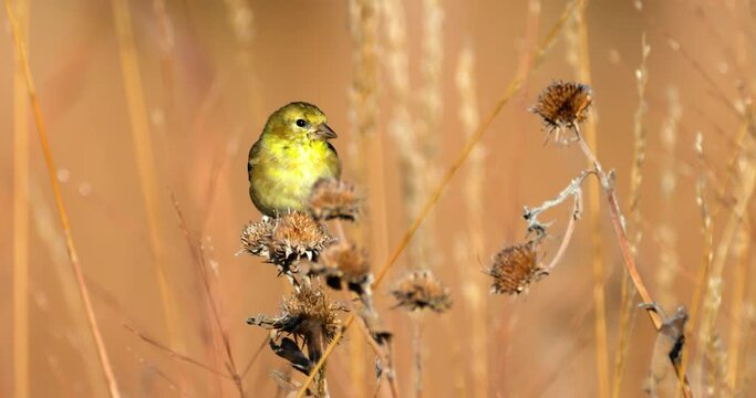 goldfinch devours seeds on flower head