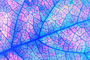 Fruit shrub leaf close up. Catchy floral background or wallpaper. Mosaic blue and pink pattern of a network of veins and cells. Vivid unusual horizontal backdrop with inverted colors. Macro