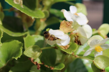 Wild bee on white flower
