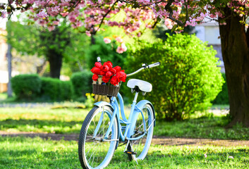 Fototapeta na wymiar romantic date. season of love. beauty of spring. retro bicycle with tulip flowers in basket. vintage bike in park. sakura blossom in spring garden. nature full of colors and smells. relax and travel