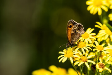 Gatekeeper Butterfly Collecting Nectar from a Stinking Willie Wildflower