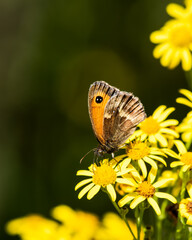 Gatekeeper Butterfly Collecting Nectar from a Stinking Willie Wildflower
