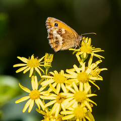Gatekeeper Butterfly Collecting Nectar from a Stinking Willie Wildflower