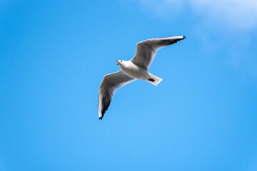 A Seagull in flight in the blue sky