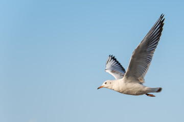 Fototapeta na wymiar A Seagull in flight in the blue sky