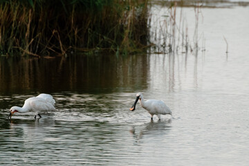 Naklejka na ściany i meble Two Spoonbills Wading in Shallow Water Searching for Fish