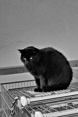 Smętnie siedząc czarny kot na wózkach zakupowych. - obrazy, fototapety, plakaty