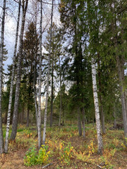 Obraz premium trees in the forest