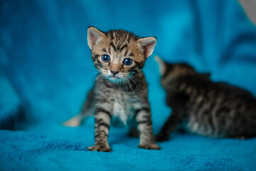 Plakat two kittens play on a blue blanket