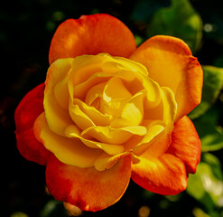 yellow/orange rose full in bloom background