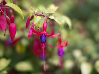 Fuchsia up close
