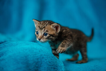 Fototapeta na wymiar one gray strip a beautiful little kitten, playing on a blue background,