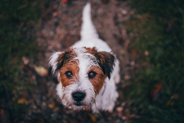 Cute Parson Russell Terrier Portrait from Above