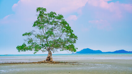 tree on the beach