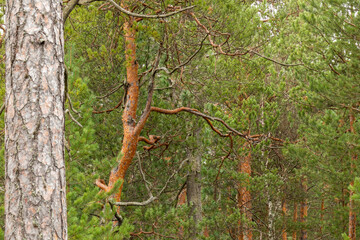beautiful,natural, green coniferous trees in the taiga, forest © TANIANA GRYAZNEVA