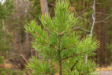beautiful,natural, green coniferous trees in the taiga, forest