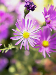 Obraz premium purple aster flowers plant nature