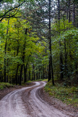 bicycle path in green forest 