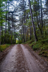 Naklejka premium bicycle path in green forest 