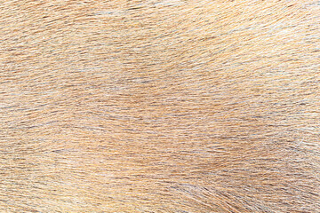 Close-up of a texture of a goat skin