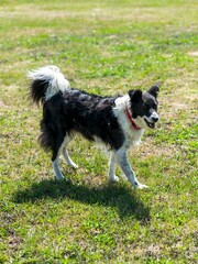 portrait of border collie dog in the grass