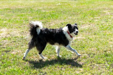 portrait of border collie dog in the grass