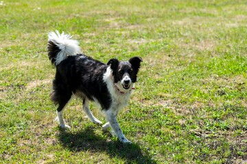 portrait of border collie dog in the grass