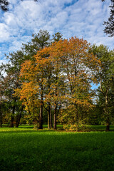 Naklejka premium Majestic particolored forest with sunny beams. Natural park. Dramatic unusual scene. Red and yellow autumn leaves. Beauty world.