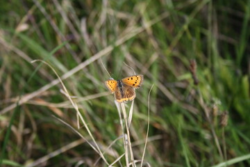 Large copper butterfly (großer Feuerfalter) in grass