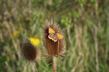 Large copper butterfly (großer Feuerfalter) on thisle