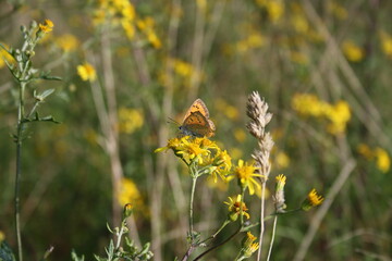 Large copper butterfly (großer Feuerfalter) on yellow flower