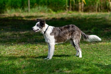 portrait of australian shepherd dog