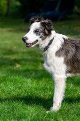 portrait of australian shepherd dog