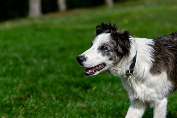 portrait of australian shepherd dog