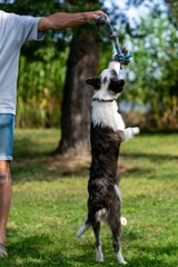 portrait of australian shepherd dog