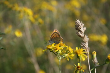 Large copper butterfly (großer Feuerfalter) on yellow bush close-up