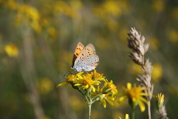 Large copper butterfly (großer Feuerfalter) on yellow flower